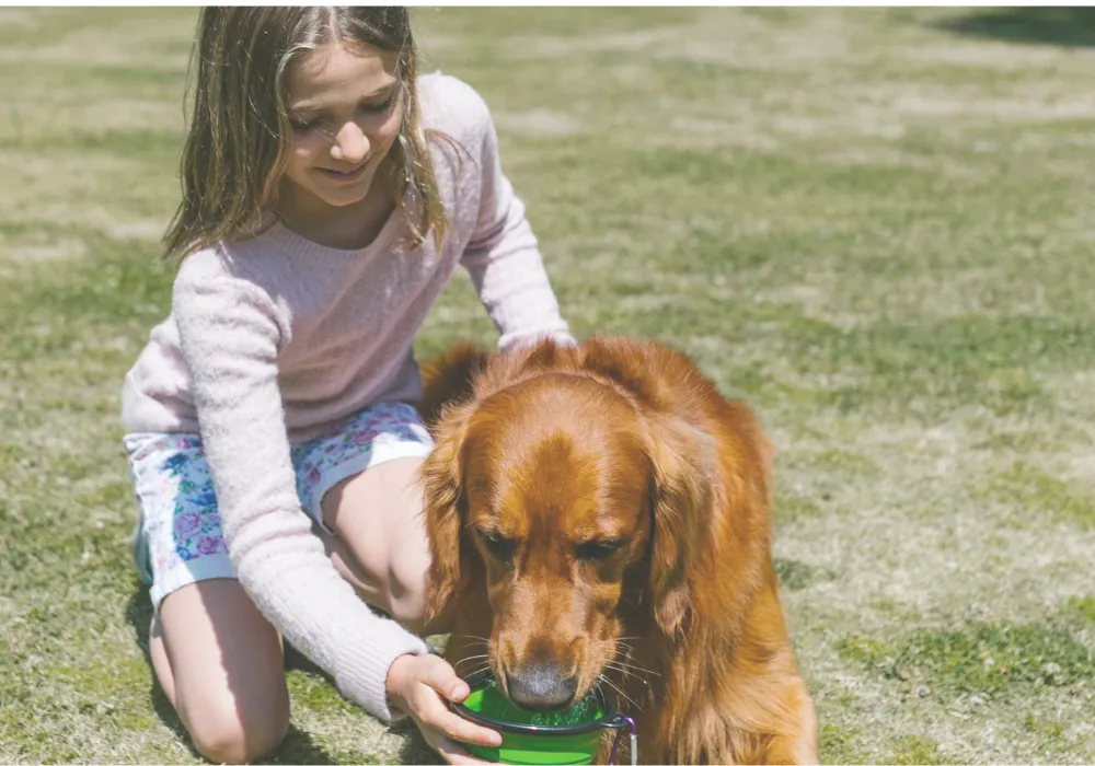 Feeding Puppy Food to Adult Dogs