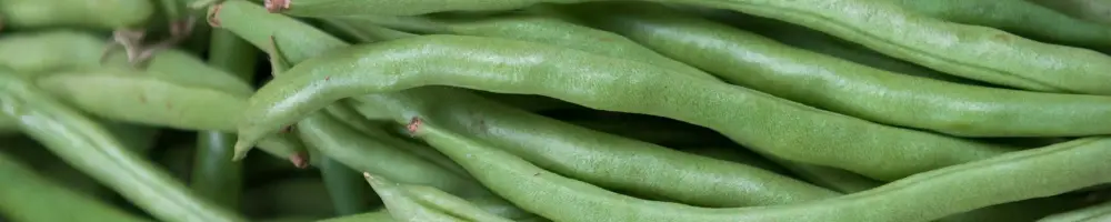 Are Green Beans Good for Dogs Are Green Beans Good for Dogs
