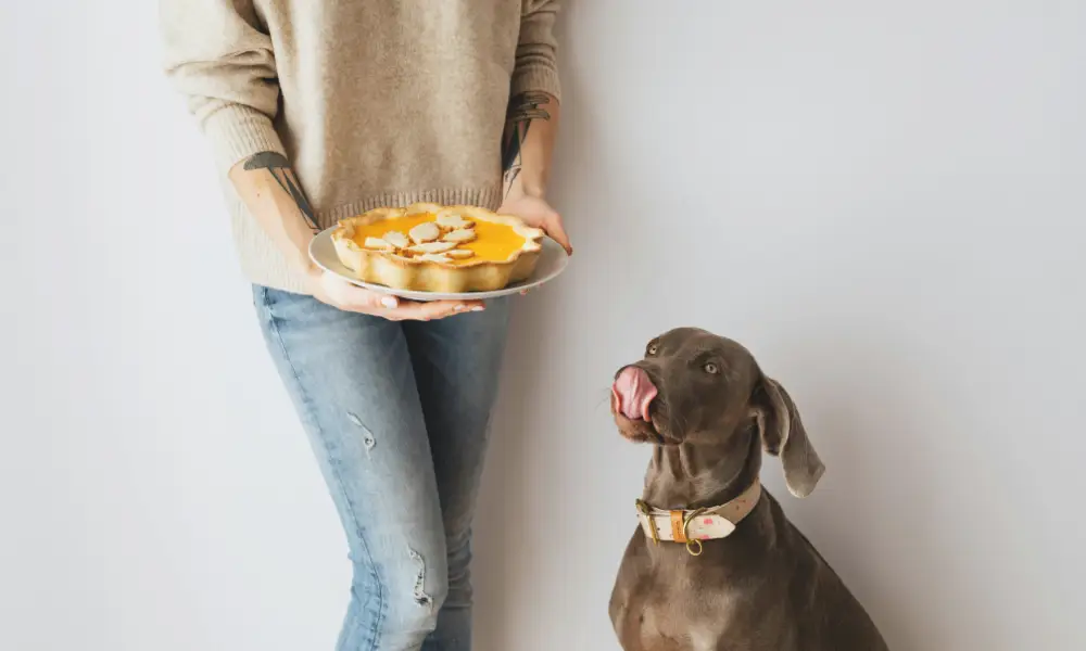 Dog Food Toppers for Better Health Dog Food Toppers for Better Health and Flavor