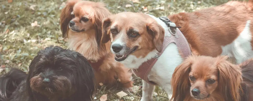 Exercise Needs of Red Golden Retriever Puppies