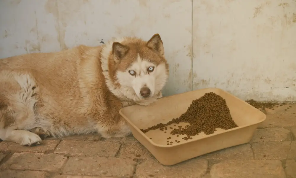 How Nutritious Toppers Can Improve Your Dog's Diet How Nutritious Toppers Can Improve Your Dog's Diet