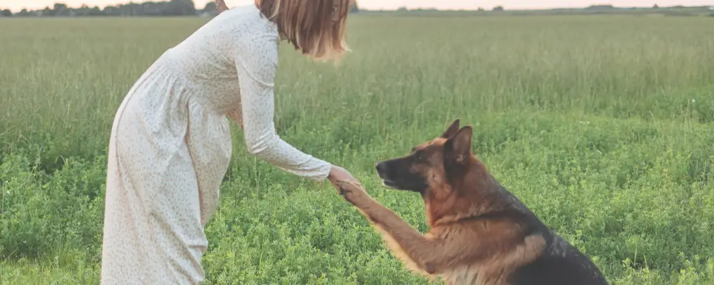 a dog holds the girl hand