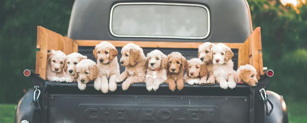 Why Choose Golden Retriever Puppies Red