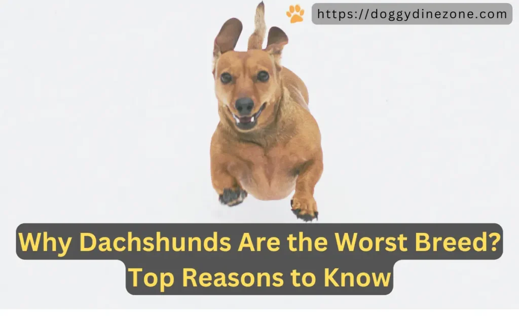 Why Dachshunds Are the Worst Breed