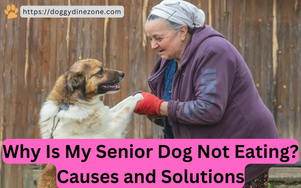 Senior Dog Not Eating