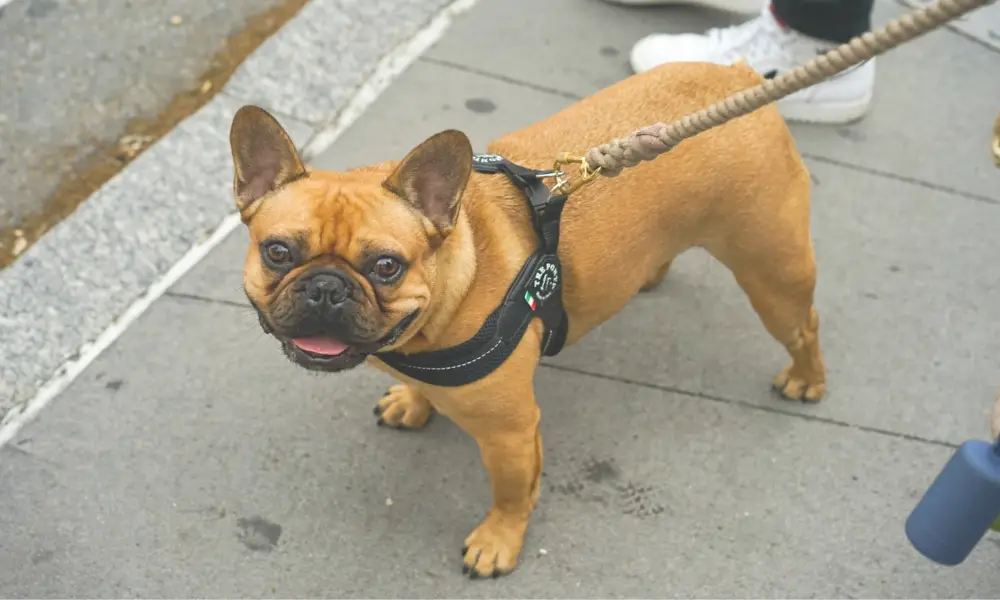 A person holding a fawn French Bulldog with a leash