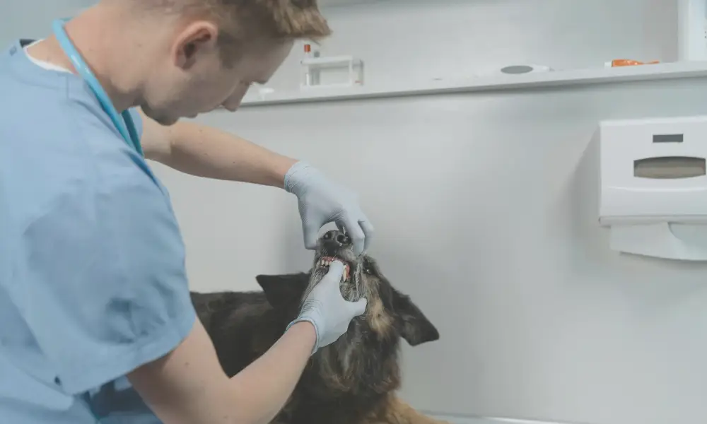 A veterinarian examining a dog during a check-up, emphasizing the importance of consulting a professional for mite prevention and overall dog health.