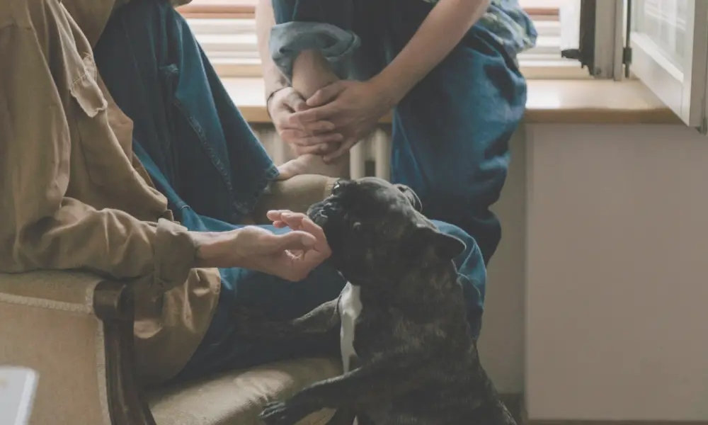 black french bulldog hanging with a man