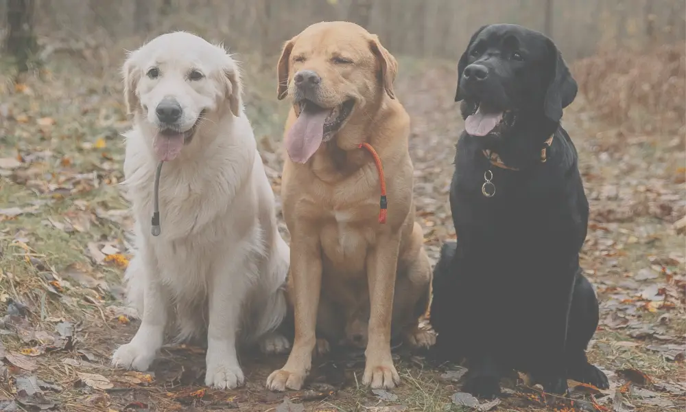 white, golden and black Dudley Labrador Retrievers sit on dry grass around a ungle 