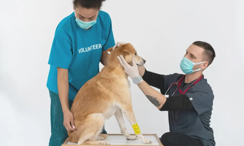 A vet is checking the brown dog and suggesting Doxycycline Dog Dosage Calculator