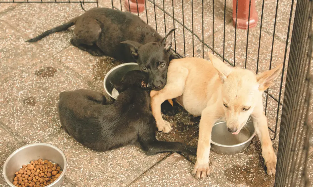 Three malnourished puppies in a fenced area with bowls of water and kibble, raising concerns about nutrition and the safety of Montmorillonite Clay in dog food